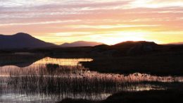 Betty and the Boomers - Quite Early Morning